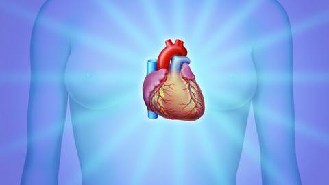 Herzgefäße im Zentrum